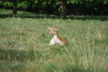 fallow deer in the forest