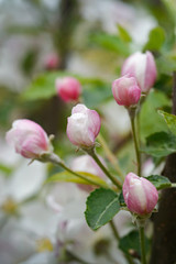 white and pink apple blossoms with green leaves