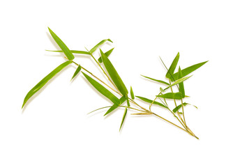 Bamboo leaves isolated on white background