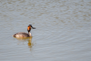 Crested grebe