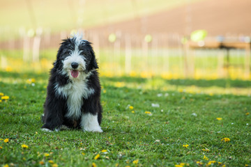 Bearded collie puppy in a spring meadow
