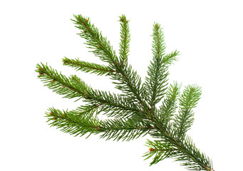 Obraz premium Christmas tree branch isolated