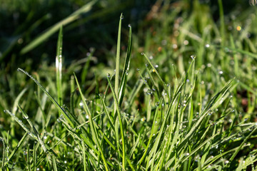 background of dew drops on green grass