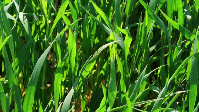 Close-up of green grass on field at sunny windy spring day, nature background. Healthy lawn ground with young wheat under wind, closeup. Cereal plant, bread corn, rye, oat, rice. Landscape herbage