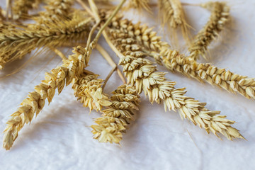 Spikelets of wheat on a white background. Top view