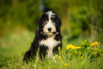 Bearded collie puppy in a spring meadow