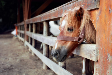 Portrait of a beautiful and cute pony behind the wooden fence