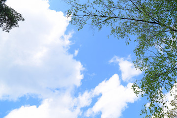 View from below through the branches of a tree on the white clouds against the blue sky.