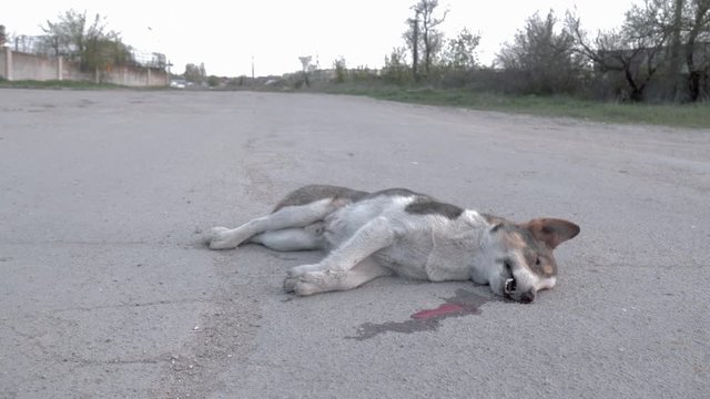 Dead dog lies on road due to fact that was hit by car