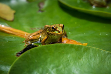 frog on green leaf