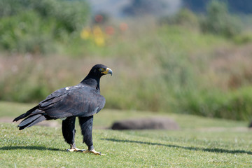 A Verreaux's or Black Eagle showing the nictitating membrane.