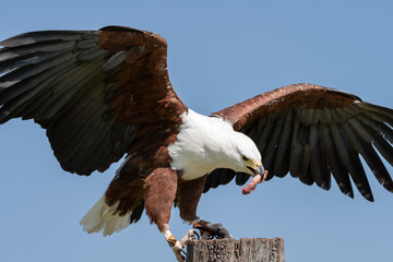 An African Fish Eagle eating its reward during falconry training and rehabilitation.