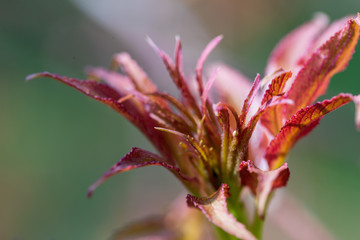 Unblown inflorescences of elder black with gently green leaves. Ready photo background. Soft focus. Degradation. Macro.
