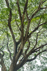 tree at nature forest background