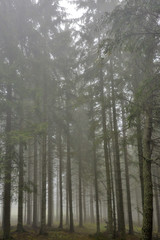 Fototapeta na wymiar fog in the fir forest