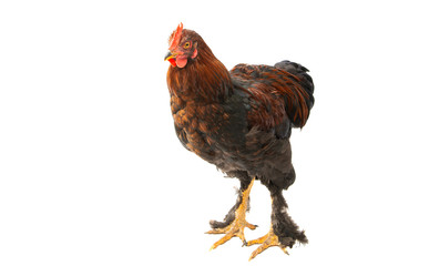 young chicken isolated