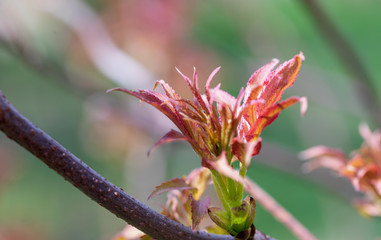 Unblown inflorescences of elder black with gently green leaves. Ready photo background. Soft focus. Degradation. Macro.