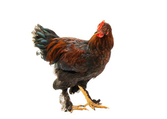 young chicken isolated