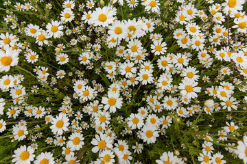 field of daisies . meadow with daisy