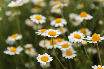 field of daises. meadow. daisy close up 