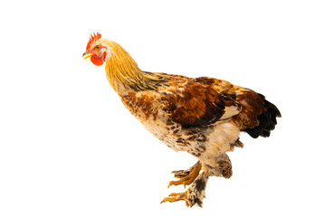 young chicken isolated