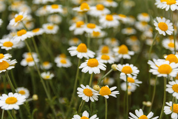 Fototapeta premium field of daises. meadow. daisy close up 