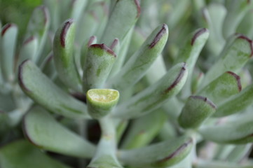 Fototapeta premium Blume grün