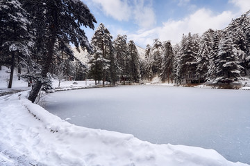 Frozen lake and trees covered with snow in the forest on a cold winter day. Winter landscape