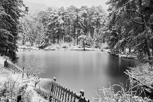 Frozen lake and trees covered with snow in the forest on a cold winter day. Winter landscape