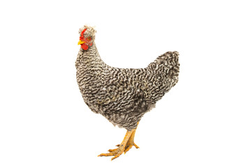 young chicken isolated