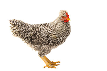 young chicken isolated