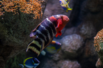 Underwater image of coral reef and tropical fishes