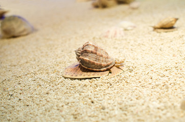 Tropical sea ​​shell lying on the pure yellow sand