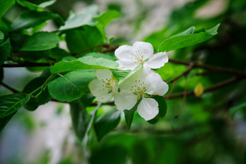 Amazingly beautiful white flowers blooming apple. Spring vegetation. Nature and its charm.