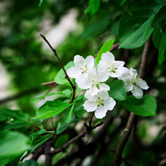 A twig of a blossoming apple tree with delightful flowers. Nature and its charm. Square picture. Shallow depth of field