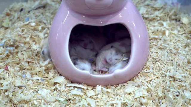 cute hamster are sleeping in a small pink house