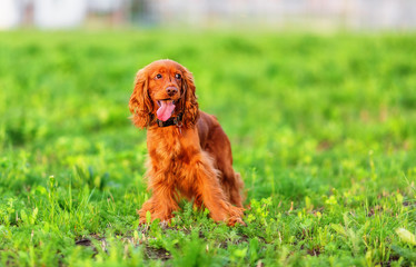 English cocker spaniel