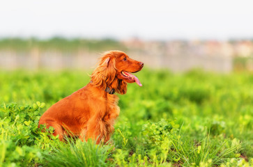 English cocker spaniel