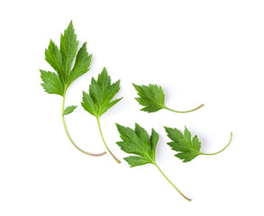 White mugwort leaves isolated on white background. top view