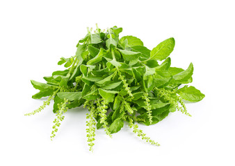 Holy Basil,Ocimum sanctum isolate on white background. full depth of field