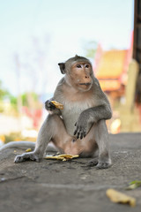 Fototapeta premium Portrait of a funny hungry macaque with a mouthful of mango. Cute monkeys lives in WAT KHAO TA KHRAO, Phetchaburi, Thailand.