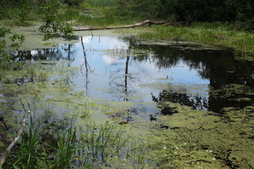 In this overgrown lake live large carp, pike, perch and marsh turtles. This is a great place for fishing.