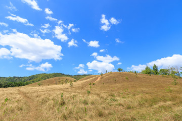 Fototapeta na wymiar Goldne grass or bald hill mountain, scenic park in Ranong, Thailand