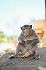 Portrait of a funny hungry macaque with a mouthful of mango. Cute monkeys lives in WAT KHAO TA KHRAO, Phetchaburi, Thailand.