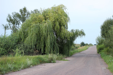 Fototapeta na wymiar A large willow hangs over an old abandoned road.