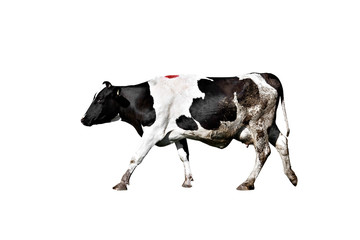 Holstein cow on isolated white background