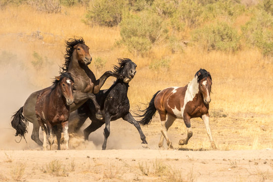 Wild stallions fighting in grassy field
