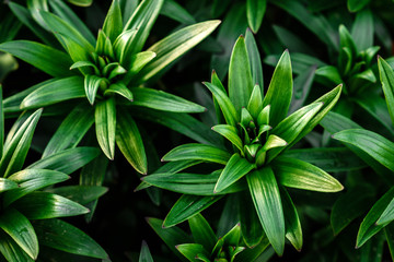 Young lily growing in spring garden.