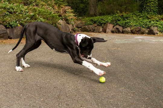 Great Dane pouncing on tennis ball outdoors