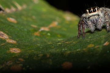 spider on tree leaf background, macro spider on leaf, animal in wild